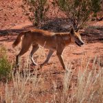 Canis Dingo - Canis lupus dingo